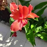 Paradise House - In With Private Pool And Private Garden Guest house Aldeia do Mato (Santarem)