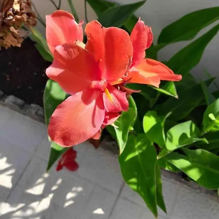 Paradise House - In With Private Pool And Private Garden Guest house Aldeia do Mato (Santarem)