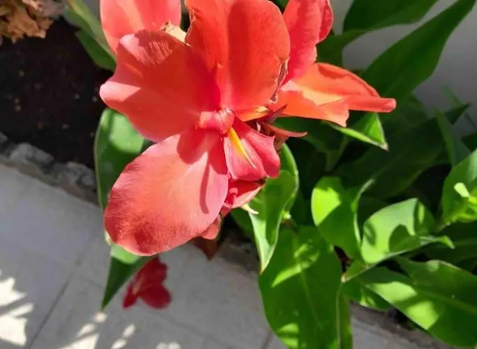 Paradise House - In With Private Pool And Private Garden ゲストハウス Aldeia do Mato